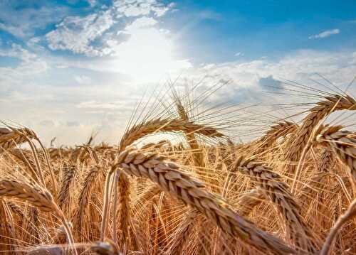 6 myths about gluten debunked - A Is For Apple Au