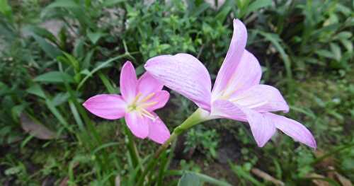 CHEERS TO THE NEW YEAR 2018