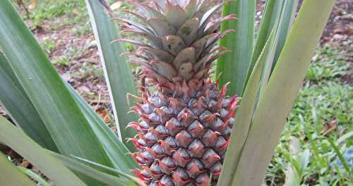 Pineapple Coconut Bars