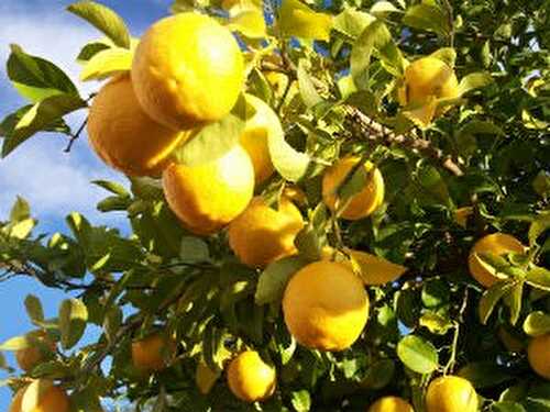 All about the Wonder Fruit - Lemon