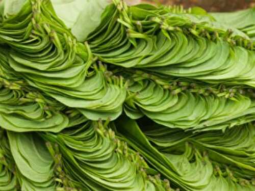Betel Leaf Rice (Vetrilai Sadam) Recipe – Awesome Cuisine