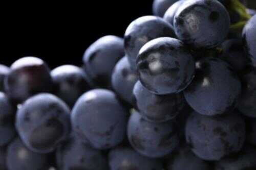Black Grape Sherbet Recipe – Awesome Cuisine