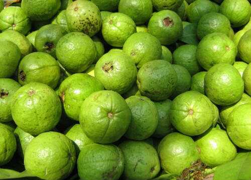 Health and Nutritional Benefits of Guava