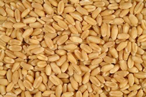 கோதுமை தலியா - Wheat Dalia Recipe in Tamil
