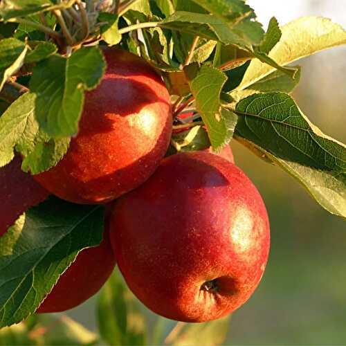Best Apples For Apple Pie