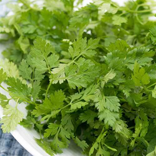 Best Chervil Substitute: Italian Parlsey (+ More Great Alternatives To Use In Recipes!)