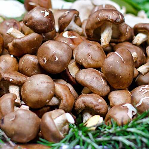 Best Cremini Mushroom Substitute: Portabella Mushrooms (+More Great Alternatives!)