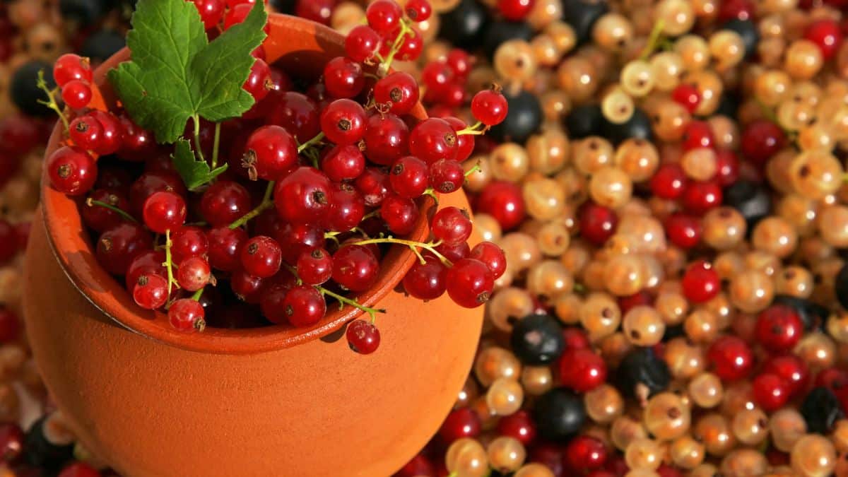 Best Currants Substitute: Raisins (+More Great Options!)