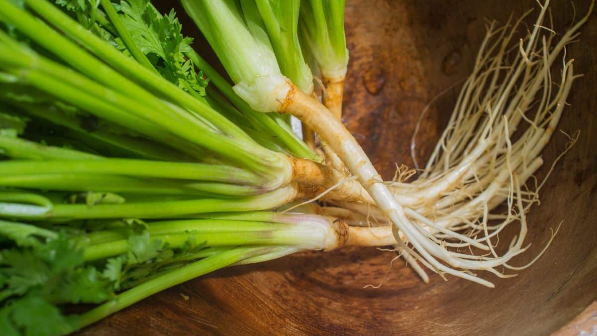 Coriander Root Substitute