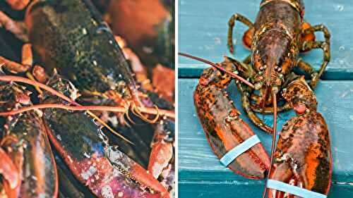 Canadian Lobster vs Maine Lobster: Lobster Salad (+More Useful Information!)