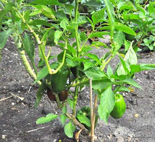  Homegrown chilli peppers-planting peppers in kitchen garden