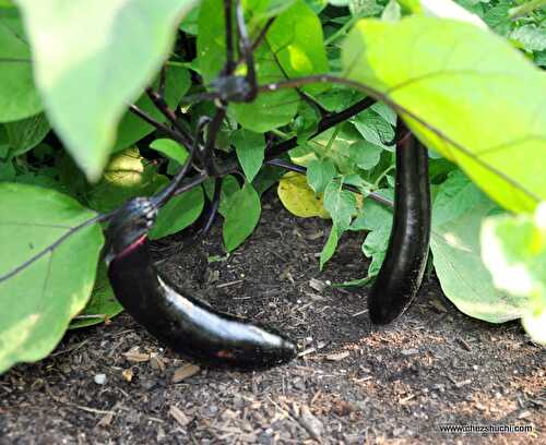 Homegrown Eggplant-Eggplant planting in kitchen garden-घर की बगिया में बैंगन उगाने की विधि 