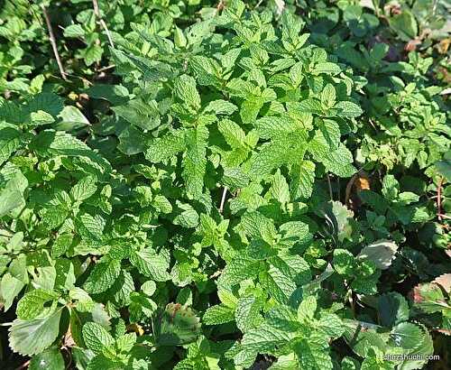 Homegrown mint|mint planting in kitchen garden