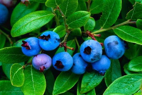 In Season: Blueberries
