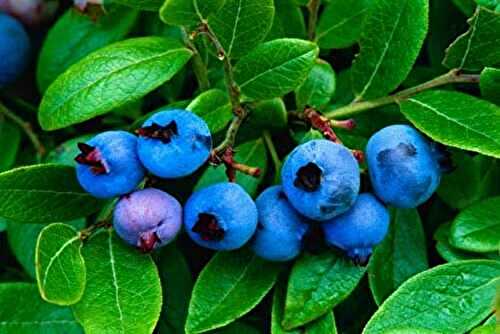 In Season: Blueberries