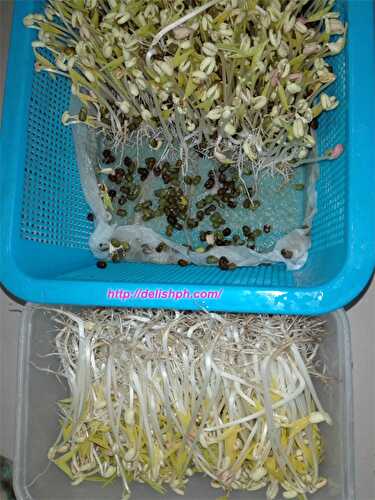 How to Grow Bean Sprouts (Mung Sprouts) at Home - Delish PH