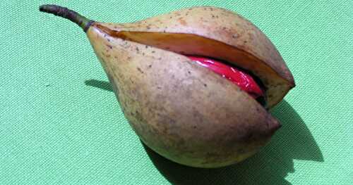 The Nutmeg Fruit