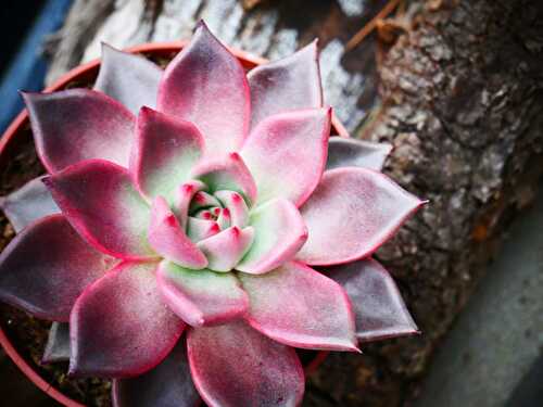 How to Grow a Succulent Plant Indoor - Fominy