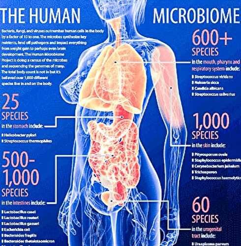 Everything You Need To Know About Your Microbiome - FOODHEAL