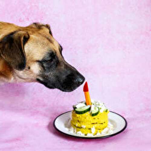 No-Bake Dog Cake