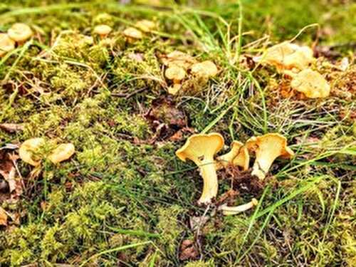 Why the girolle is the all-time greatest mushroom