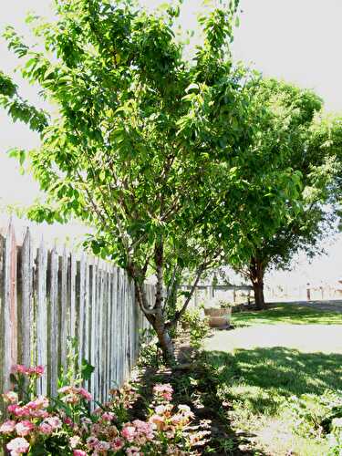 Adventures in the Cherry Tree