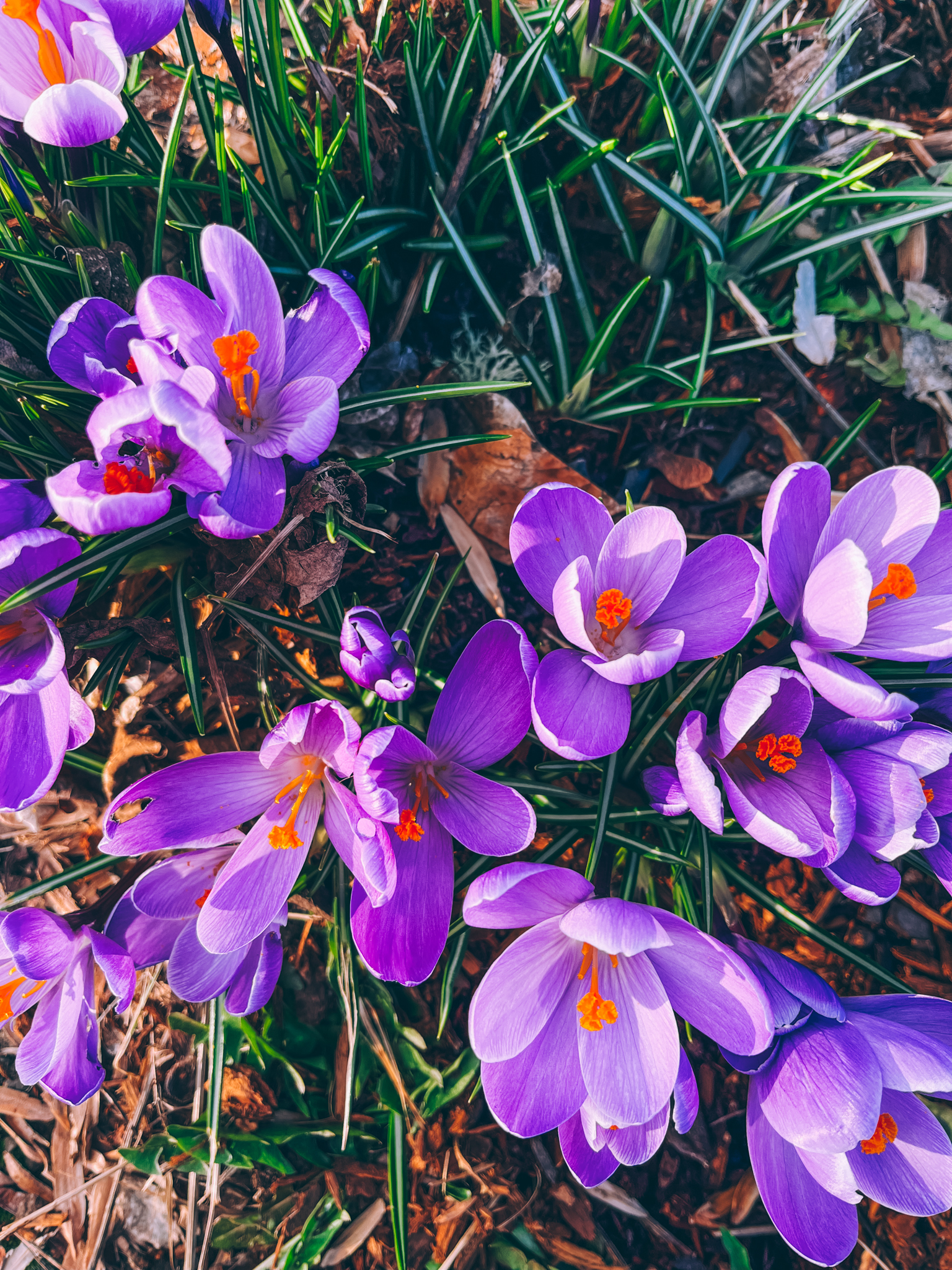 Creamy Cauliflower and Fennel Fettuccine
