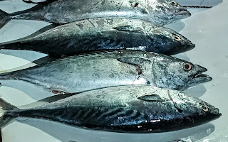 Marathi Name of Tuna Fish (Kupa) Benefits and Price 