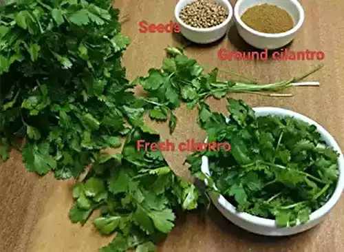 Coriander vs. Cilantro: The Ultimate Chef’s Guide (Taste, Uses & Substitutes)