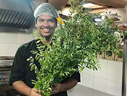 Curry Leaves in Hindi and All Indian Regional Languages | कढ़ी पत्ता (Kadhi Patta)