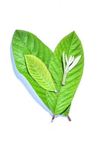 10 Benefits of Guava Leaves - Healthier Steps
