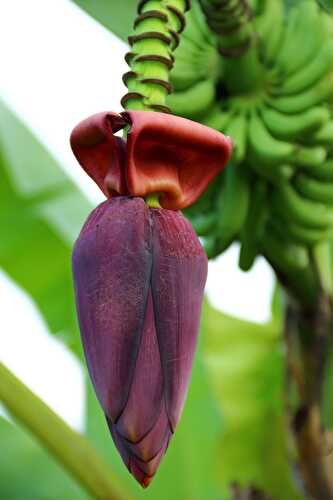 Banana Blossom - Healthier Steps