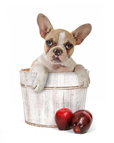 Can Dogs Eat Apples? - Healthier Steps