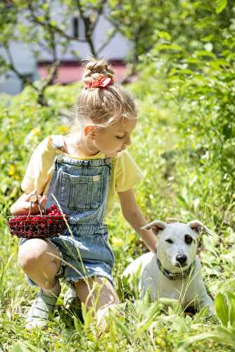 Can Dogs Eat Cherries? - Healthier Steps