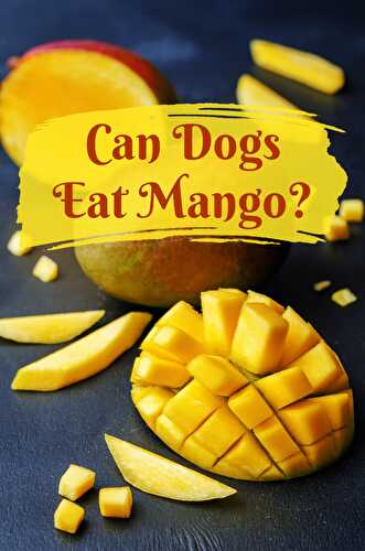 Can Dogs Eat Mango? - Healthier Steps