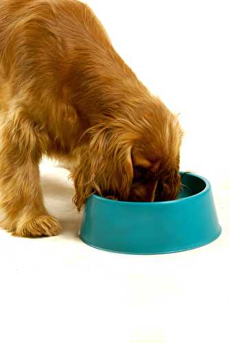 Can Dogs Eat Molasses? - Healthier Steps