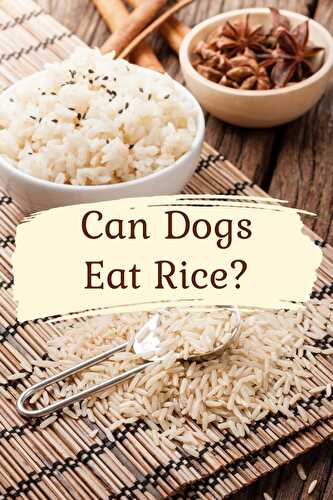 Can Dogs Eat Rice? - Healthier Steps