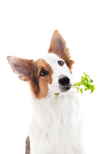 Can Dogs Eat Thyme? - Healthier Steps