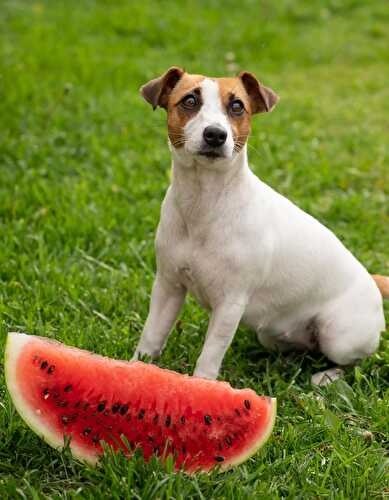 Can Dogs Eat Watermelon - Healthier Steps