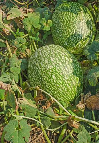 Chilacayote - Healthier Steps