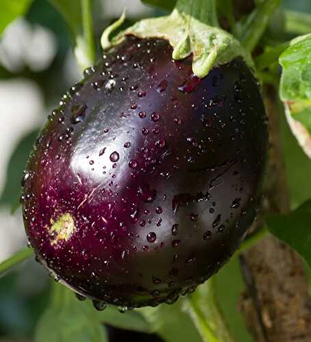 Garden Egg - Healthier Steps