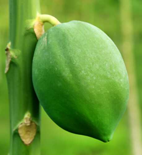 Green Papaya - Healthier Steps