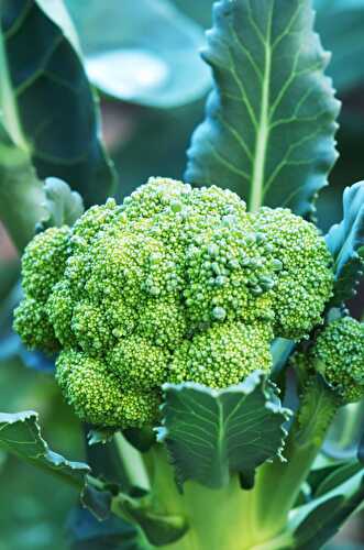 How to Grow Broccoli? - Healthier Steps