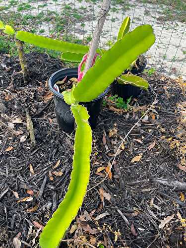 How to grow dragon fruit? - Healthier Steps