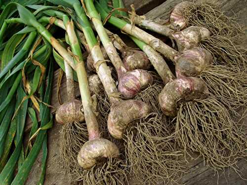 How To Grow Garlic? - Healthier Steps