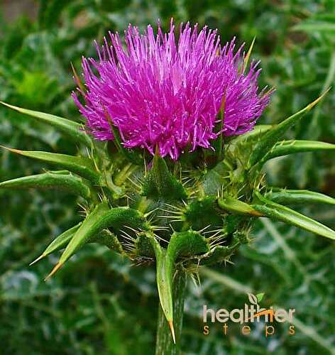 The Benefits of Milk Thistle - Healthier Steps
