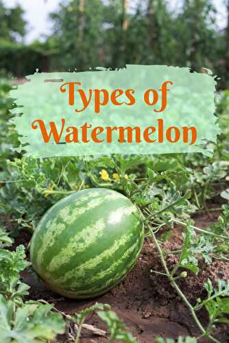 Types Of Watermelon - Healthier Steps