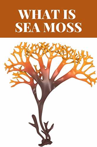 What Is Sea Moss - Healthier Steps