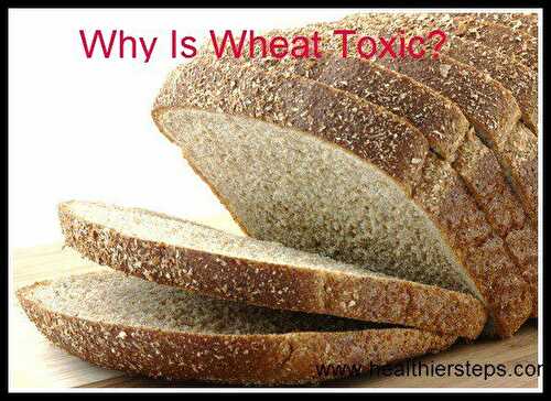 Why Is Wheat Toxic - Healthier Steps