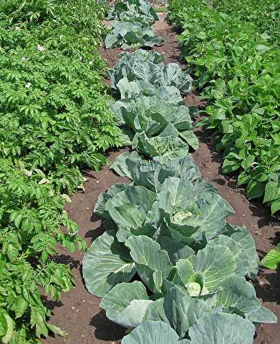 12 Ways to Increase Yield from Your Vegetable Garden